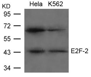Western blot analysis of extracts from Hela and K562 cells using E2F-2 Antibody.