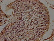 IHC image of CSB-PA27999A0Rb diluted at 1:100 and staining in paraffin-embedded human testis tissue performed on a Leica BondTM system. After dewaxing and hydration, antigen retrieval was mediated by high pressure in a citrate buffer (pH 6.0). Sec...