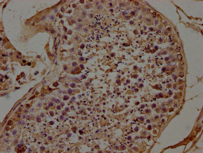 IHC image of CSB-PA27999A0Rb diluted at 1:100 and staining in paraffin-embedded human testis tissue performed on a Leica BondTM system. After dewaxing and hydration, antigen retrieval was mediated by high pressure in a citrate buffer (pH 6.0). Sec...
