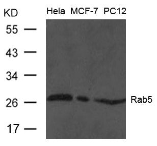 Western blot analysis of extract from Hela, MCF and PC12 cells using Rab5 Antibody