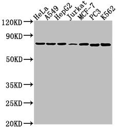 Western Blot Positive WB detected in: Hela whole cell lysate, A549 whole cell lysate, HepG2 whole cell lysate, Jurkat whole cell lysate, MCF-7 whole cell lysate, PC3 whole cell lysate, K562 whole cell lysate All lanes: HSPA1B antibody at 1:2000 Se...