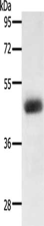Gel: 12%SDS-PAGE, Lysate: 40 ug, Lane: HT29 cells, Primary antibody: CSB-PA281843(LPAR4 Antibody) at dilution 1/300, Secondary antibody: Goat anti rabbit IgG at 1/8000 dilution, Exposure time: 2 minutes