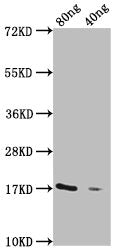 Western Blot Positive WB detected in Recombinant protein All lanes: GDV1 antibody at 1:2000 Secondary Goat polyclonal to rabbit IgG at 1/50000 dilution Predicted band size: 17 kDa Observed band size: 17 kDa