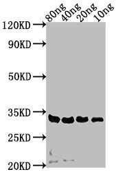 Western Blot Positive WB detected in Recombinant protein All lanes: sdeA antibody at 1:2000 Secondary Goat polyclonal to rabbit IgG at 1/50000 dilution Predicted band size: 32 kDa Observed band size: 32 kDa