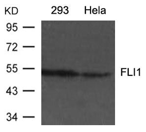 Western blot analysis of extracts from 293 and Hela cells using FLI1 Antibody.