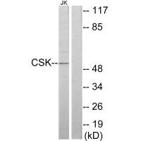 Western blot analysis of extracts from Jurkat cells, using CSK antibody.