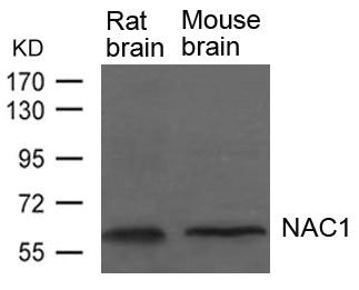Western blot analysis of extracts from Rat and Mouse brain tissue using NAC1 Antibody.