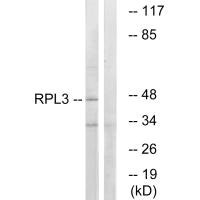 Western blot analysis of extracts from HT-29 cells, using RPL3 antibody.