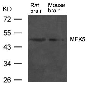 Western blot analysis of extract from rat brain and mouse brain tissue using MEK5 Antibody
