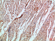Immunohistochemical analysis of paraffin-embedded Human-heart, antibody was diluted at 1:100