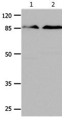 Gel: 10%SDS-PAGELane1: Mouse brain tissue lysateLane2: Mouse lung tissue lysateLysates: 24 ug per lanePrimary antibody: 1/350 dilutionSecondary antibody: Donkey anti Rabbit IgG - H&L (HRP) at 1/5000 dilutionExposure time: 1 minute