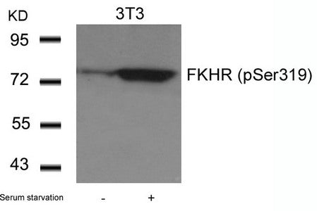 Western blot analysis of extracts from 3T3 cells untreated or treated with serum starvation using FKHR(Phospho-Ser319) Antibody.