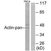 Western blot analysis of extracts from HeLa cells, using Actin-pan antibody.