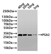 Western Blot Positive WB detected in: recombinant protein All lanes: PSA2 Antibody at 1:1000 Secondary Goat polyclonal to rabbit IgG at 1/50000 dilution Predicted band size: 24 kDa Observed band size: 33 kDa