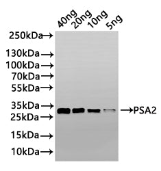 Western Blot Positive WB detected in: recombinant protein All lanes: PSA2 Antibody at 1:1000 Secondary Goat polyclonal to rabbit IgG at 1/50000 dilution Predicted band size: 24 kDa Observed band size: 33 kDa