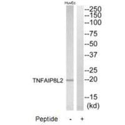 Western blot analysis of extracts from HuvEc cells, using TNFAIP8L2 antibody.