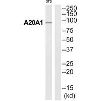 Western blot analysis of extracts from 3T3 cells, using A20A1 antibody.