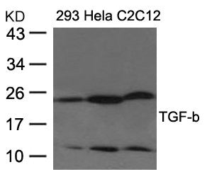 Western blot analysis of extracts from 293, Hela and C2C12 cells using TGF-b Antibody.