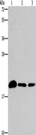 Gel: 15%SDS-PAGE, Lysate: 40 ug, Lane 1-3: Mouse brain tissue, 231 cells, A375 cells, Primary antibody: CSB-PA286880(ARL3 Antibody) at dilution 1/433, Secondary antibody: Goat anti rabbit IgG at 1/8000 dilution, Exposure time: 2 minutes
