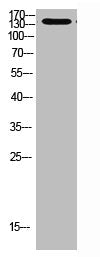 Western Blot analysis of 293t cells using Antibody diluted at 1000