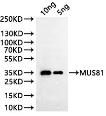 Western Blot Positive WB detected in: recombinant protein All lanes:MUS81 Antibody at 1:1000 Secondary Goat polyclonal to rabbit IgG at 1/20000 dilution Predicted band size: 36.5 kDa Observed band size: 36.5 kDa