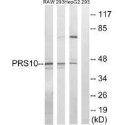 Western blot analysis of extracts from RAW264.7 cells, 293 cells and HepG2 cells, using PSMC6 antibody.