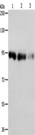 Gel: 8%SDS-PAGE, Lysate: 40 ug, Lane 1-3: Hela cells, 231 cells, 293T cells, Primary antibody: CSB-PA288471(PIWIL4 Antibody) at dilution 1/550, Secondary antibody: Goat anti rabbit IgG at 1/8000 dilution, Exposure time: 10 seconds