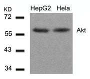 Western blot analysis of extracts from HepG2 and Hela cells using Akt(Ab-308) Antibody.
