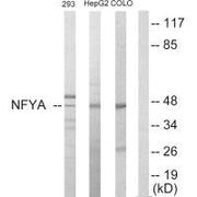 Western blot analysis of extracts from 293 cells, HepG2 cells and COLO205 cells, using NFYA antibody.
