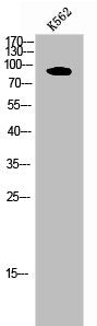 Western Blot analysis of K562 cells using PDE4B/C/D Polyclonal Antibody