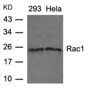 Western blot analysis of extracts from 293 and Hela cells using Rac1(Ab-71) Antibody .