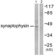 Western blot analysis of extracts from LOVO cells, using Synaptophysin antibody.