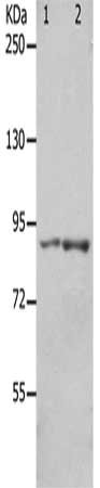 Gel: 8%SDS-PAGE, Lysate: 40 ug, Lane 1-2: 293T cells, mouse brain tissue, Primary antibody: CSB-PA292918(KCNC3 Antibody) at dilution 1/300, Secondary antibody: Goat anti rabbit IgG at 1/8000 dilution, Exposure time: 1 minute