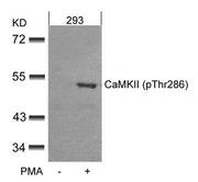 Western blot analysis of extracts from 293 cells untreated or treated with PMA using CaMKII(Phospho-Thr286) Antibody.