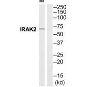 Western blot analysis of extracts from 293 cells, using IRAK2 antibody.