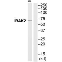 Western blot analysis of extracts from 293 cells, using IRAK2 antibody.
