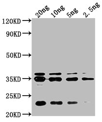 Western Blot Positive WB detected in Recombinant protein All lanes: chiA antibody at 1:2000 Secondary Goat polyclonal to rabbit IgG at 1/50000 dilution Predicted band size: 32 kDa Observed band size: 35 kDa