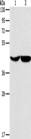 Gel: 10%SDS-PAGE, Lysate: 40 ug, Lane 1-2: Hela cells, hepG2 cells, Primary antibody: CSB-PA293991(ASPN Antibody) at dilution 1/550, Secondary antibody: Goat anti rabbit IgG at 1/8000 dilution, Exposure time: 40 seconds
