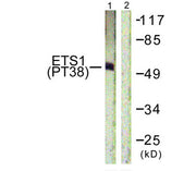 Western blot analysis of extracts from HepG2 cells using ETS1 (Phospho-Thr38) Antibody.The lane on the right is treated with the antigen-specific peptide.