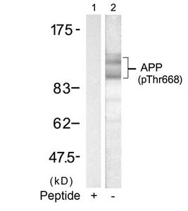 Western blot analysis of extracts from mouse brain tissue using APP(Phospho-668) Antibody(Lane 2) and the same antibody preincubated with blocking peptide(Lane1).