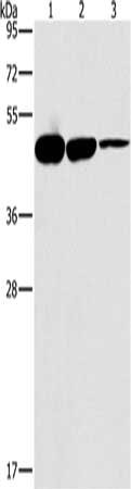 Gel: 8%SDS-PAGE, Lysate: 40 ug, Lane 1-3: Hepg2 cells, Raw264.7 cells, Jurkat cells, Primary antibody: CSB-PA297474(HOXB4 Antibody) at dilution 1/333.34, Secondary antibody: Goat anti rabbit IgG at 1/8000 dilution, Exposure time: 1 minute