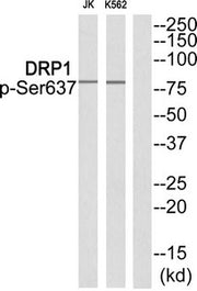 Western blot analysis of extracts from JK cells and K562 cells using DRP1 (Phospho-Ser637) Antibody.The lane on the right is treated with the antigen-specific peptide.