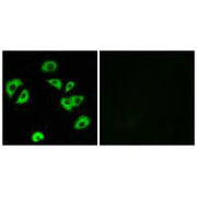 Immunofluorescence analysis of A549 cells, using LILRB4 antibody.