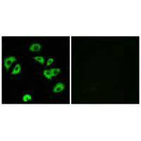 Immunofluorescence analysis of A549 cells, using LILRB4 antibody.