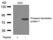 Western blot analysis of extracts from A431 cells using Prospero homeobox protein 1 Antibody and the same antibody preincubated with blocking peptide.