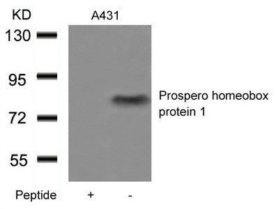 Western blot analysis of extracts from A431 cells using Prospero homeobox protein 1 Antibody and the same antibody preincubated with blocking peptide.