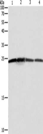 Gel: 12%SDS-PAGE, Lysate: 40 ug, Lane 1-4: Hela cells, A431 cells, 293T cells, Jurkat cells, Primary antibody: CSB-PA299203(BAK1 Antibody) at dilution 1/550, Secondary antibody: Goat anti rabbit IgG at 1/8000 dilution, Exposure time: 5 seconds