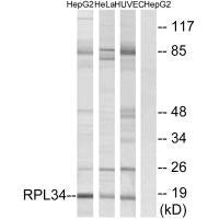 Western blot analysis of extracts from HepG2 cells, HeLa cells and HUVEC cells, using RPL34 antibody.