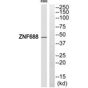Western blot analysis of extracts from HepG2 cells, using ZNF688 antibody.