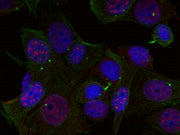 Immunofluorescence staining of methanol-fixed Hela cells using Rel(Phospho-Ser503) Antibody.